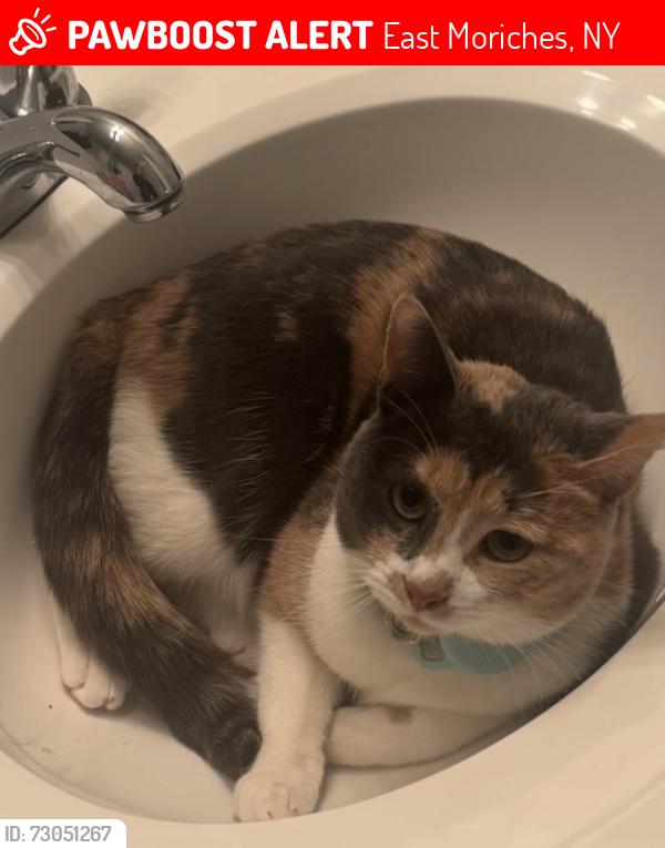 Lost Female Cat last seen Frowein road , East Moriches, NY 11940