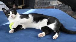 Lost Male Cat last seen Fox Run Trail & Sliverbrook Drive, Saginaw, TX 76179