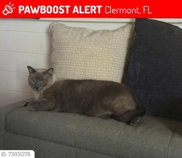 Lost Male Cat last seen Landfill off Log hse Rd, Clermont, FL 34711