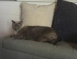 Lost Male Cat last seen Landfill off Log hse Rd, Clermont, FL 34711