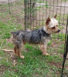 Lost Male Dog last seen Dugas, San Antonio, TX 78245