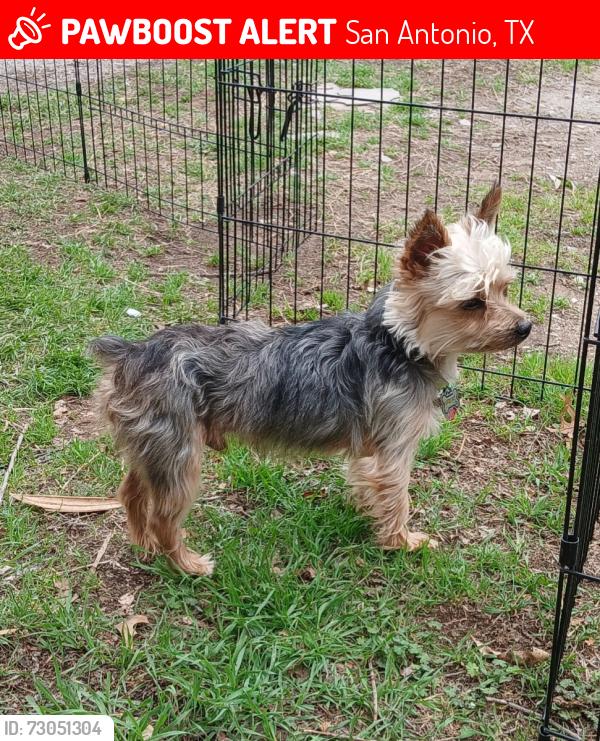 Lost Male Dog last seen Dugas, San Antonio, TX 78245