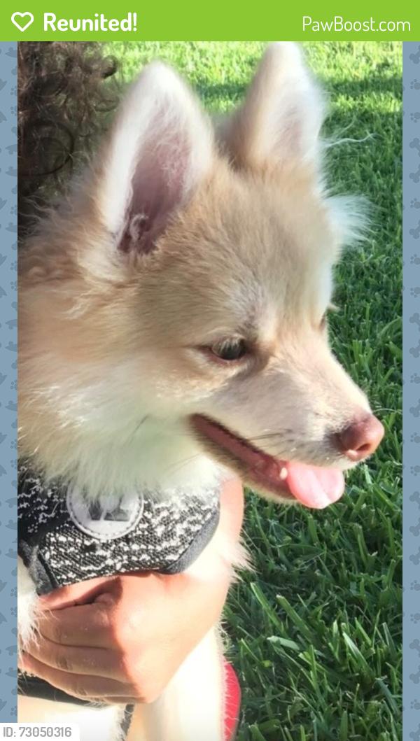 Reunited Male Dog last seen E Susanne St / Claudina, Anaheim, CA 92805