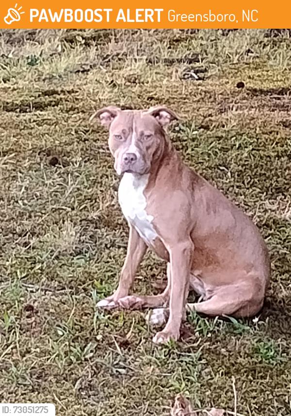 Found/Stray Female Dog last seen providence baptist church, Greensboro, NC 27406
