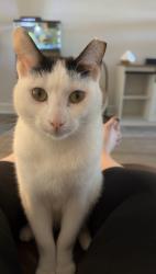 Lost Male Cat last seen Shadow Crest at Rolling Hills, Green Cove Springs, FL 32043