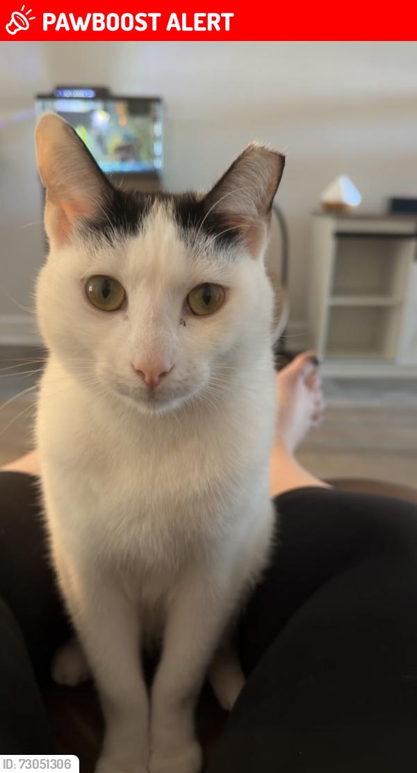 Lost Male Cat last seen Shadow Crest at Rolling Hills, Green Cove Springs, FL 32043