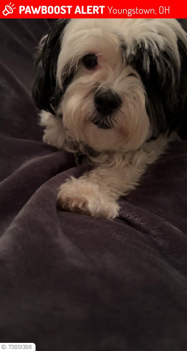 Lost Female Dog last seen Near Moherman ave, Youngstown, OH 44509