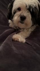 Lost Female Dog last seen Near Moherman ave, Youngstown, OH 44509