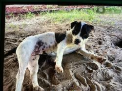 Lost Male Dog last seen Old Landfill Road and Hwy 83, DeFuniak Springs, FL 32433