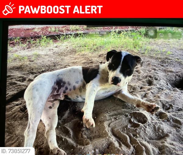 Lost Male Dog last seen Old Landfill Road and Hwy 83, DeFuniak Springs, FL 32433