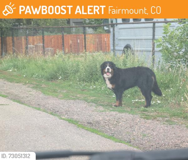 Found/Stray Unknown Dog last seen 54th and Quaker Street, Fairmount, CO 80403