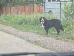Found/Stray Unknown Dog last seen 54th and Quaker Street, Fairmount, CO 80403