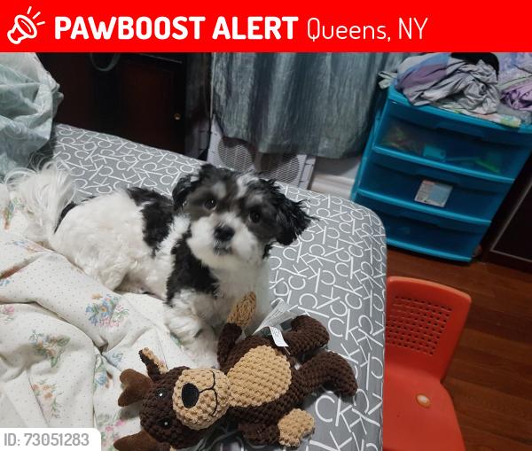 Lost Male Dog last seen 62nd ave and booth street, Queens, NY 11374