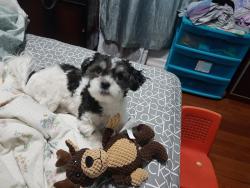 Lost Male Dog last seen 62nd ave and booth street, Queens, NY 11374