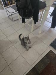 Reunited Male Cat last seen Near Lillytrotter Dr, Hope Mills, NC 28348, USA, Hope Mills, NC 28348