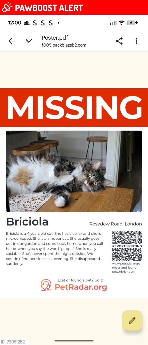Lost Female Cat last seen Colwith road , Greater London, England W6 9ET