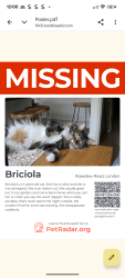 Lost Female Cat last seen Colwith road , Greater London, England W6 9ET