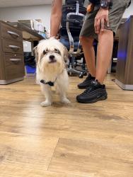Found/Stray Male Dog last seen Hhh, The Bronx, NY 10461