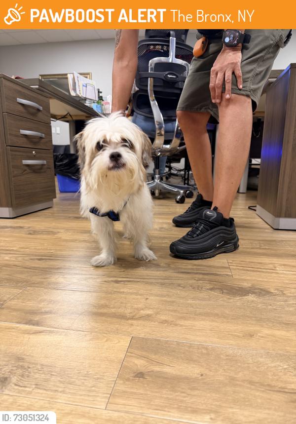 Found/Stray Male Dog last seen Hhh, The Bronx, NY 10461