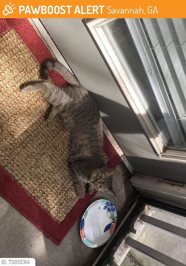 Found/Stray Unknown Cat last seen Chatham Parkway, Savannah, GA 31405