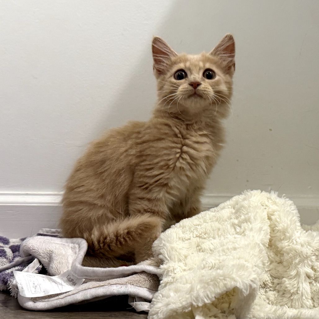 Shelter Stray Male Cat last seen , 8020 Washington St, Port Richey, FL 34668, USA