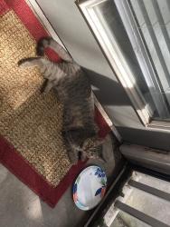 Found/Stray Unknown Cat last seen Chatham Parkway, Savannah, GA 31405