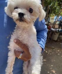Lost Female Dog last seen McDonnell, East Los Angeles, CA 90022