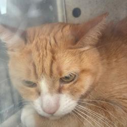 Shelter Stray Male Cat last seen , Animal Care & Control Team of Philly, 111 W Hunting Park Ave, Philadelphia, PA 19140, USA