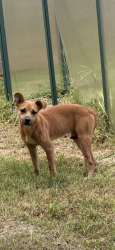 Found/Stray Female Dog last seen Azalea square, San Antonio, TX 78218