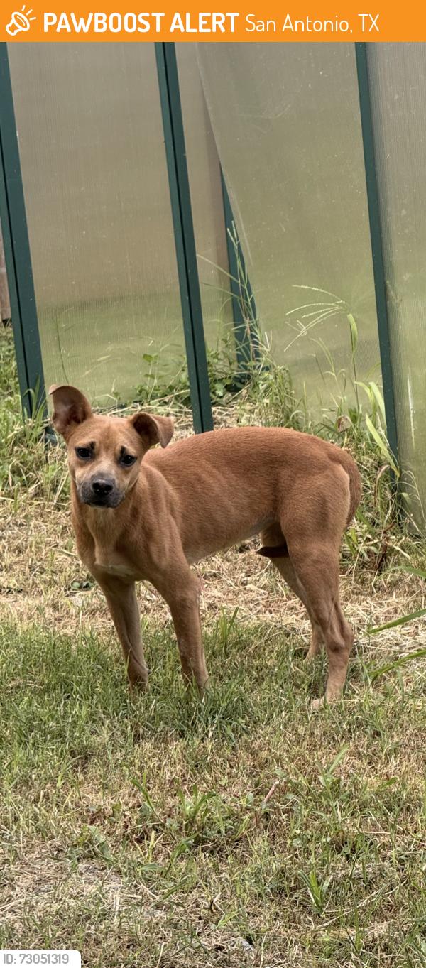 Found/Stray Female Dog last seen Azalea square, San Antonio, TX 78218