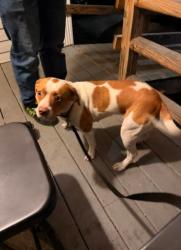Reunited Female Dog last seen Near Archibald Way, Raleigh - Near Jacqueline Drive and Capital Blvd and 540, Raleigh, NC 27616