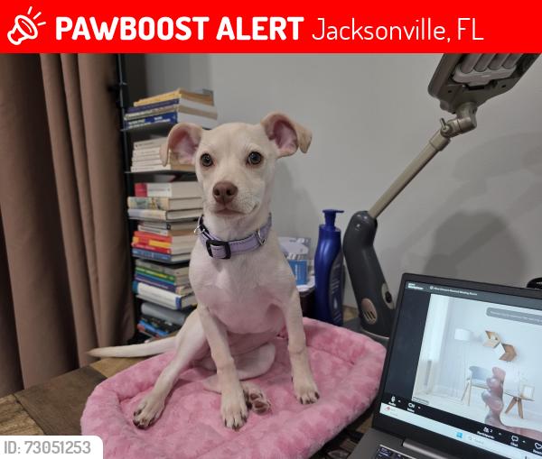 Lost Female Dog last seen Beach Blvd at Cortez rd., Jacksonville, FL 32246
