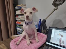 Lost Female Dog last seen Beach Blvd at Cortez rd., Jacksonville, FL 32246