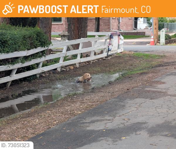 Found/Stray Unknown Dog last seen 54th and Quaker Street, Fairmount, CO 80403