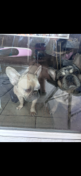 Lost Male Dog last seen Tropical pwky and commerce, North Las Vegas, NV 89031