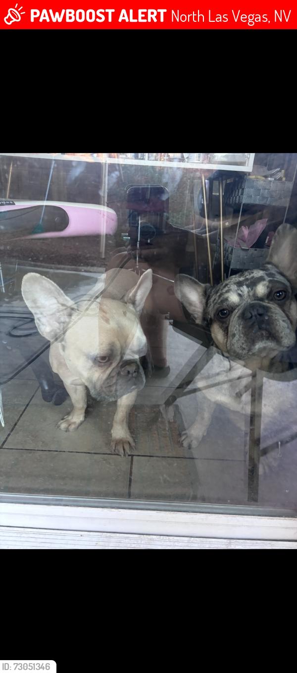 Lost Male Dog last seen Tropical pwky and commerce, North Las Vegas, NV 89031