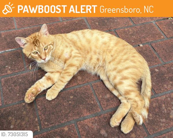 Found/Stray Male Cat last seen He showed up at our hse on Montevista Drive., Greensboro, NC 27407