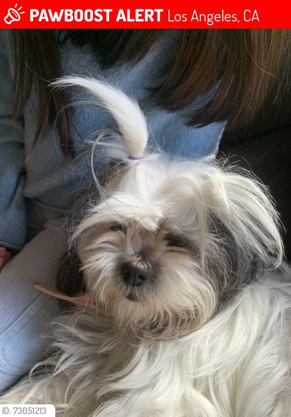 Lost Female Dog last seen Cypress park / Future Street, Los Angeles, CA 90065
