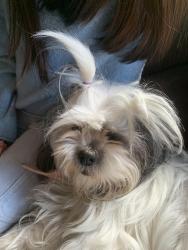 Lost Female Dog last seen Cypress park / Future Street, Los Angeles, CA 90065