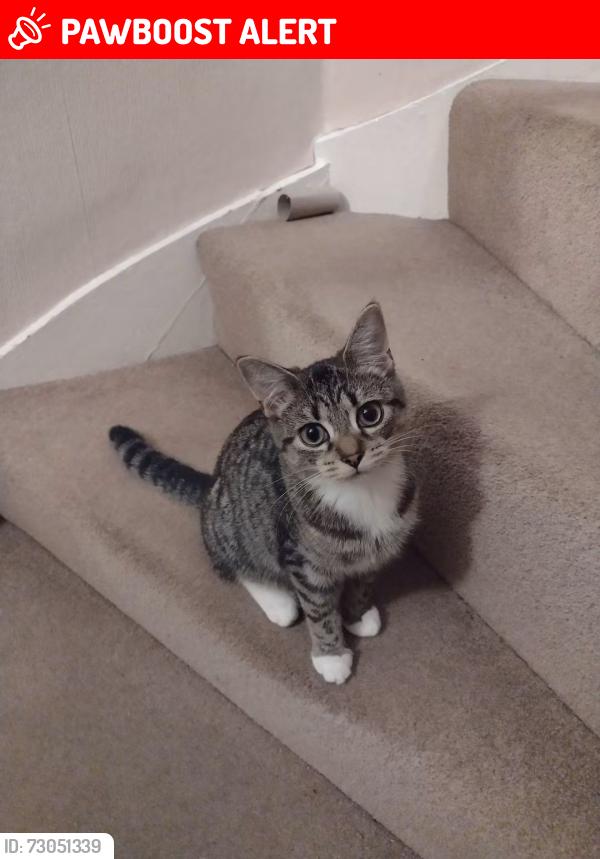 Lost Female Cat last seen Boultham Park, Lincolnshire, England LN6