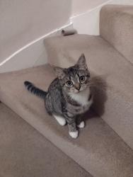 Lost Female Cat last seen Boultham Park, Lincolnshire, England LN6