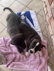 Found/Stray Female Dog last seen Near S Muskogee Ave, Tahlequah, OK 74464