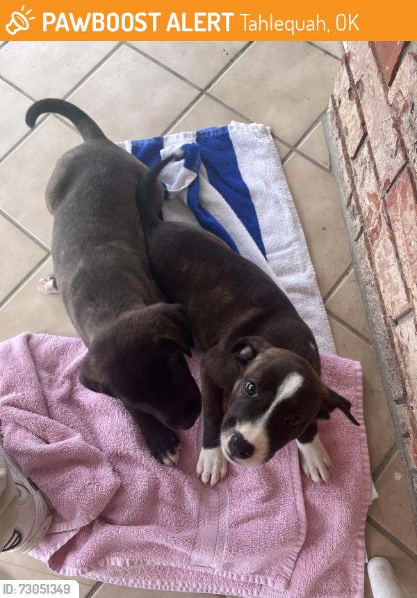 Found/Stray Female Dog last seen Near S Muskogee Ave, Tahlequah, OK 74464