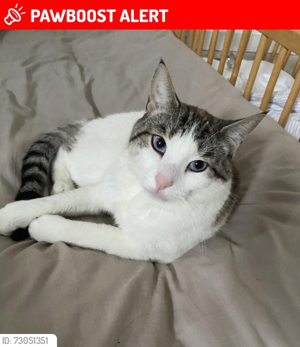 Lost Male Cat last seen Sparkford Avenue Field, Greater Manchester, England M23 9EL