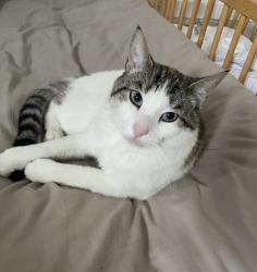 Lost Male Cat last seen Sparkford Avenue Field, Greater Manchester, England M23 9EL