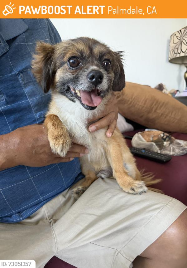 Found/Stray Male Dog last seen Ave r2, Palmdale, CA 93550
