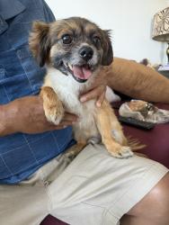 Found/Stray Male Dog last seen Ave r2, Palmdale, CA 93550