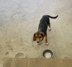 Found/Stray Male Dog last seen N/A, Fountain Inn, SC 29644