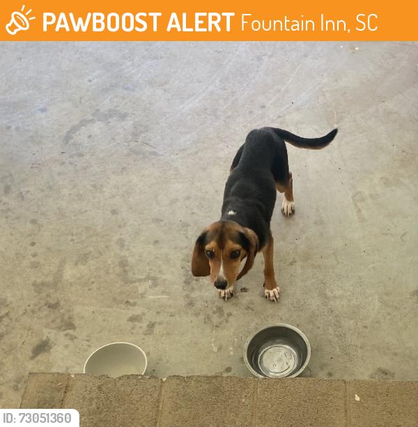 Found/Stray Male Dog last seen N/A, Fountain Inn, SC 29644