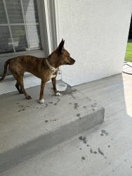 Found/Stray Female Dog last seen Portero drive, Pueblo, CO 81005
